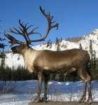 Museum of Yukon Natural History/ Caribou Crossing Trading Post