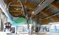 Yukon Beringia Interpretive Centre