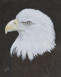 Wildlife and Animal Portrait Artist, Janice Booth