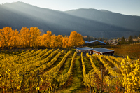 Meyer Family Vineyards, JAK  Meyer