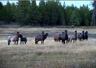 FoNV - Friends of the Nemaiah Valley