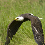 The Raptors (Pacific Northwest Raptors Ltd)