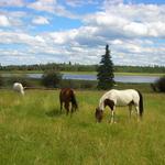 Chrome Heart Ranch