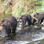 Grizzly Bear Lodge and Safari, Angus Reid