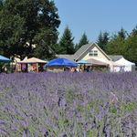 Cowichan Valley Lavender Labyrinth & Farm, Christopher Carruthers