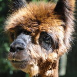 Gun Barrel Canyon Alpaca Boys, Deb  Pawlyshyn