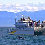 Eagle Wing Whale & Wildlife Watching Tours