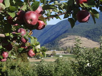 Spencer Hill Orchard and Gallery , Crystal Morrison