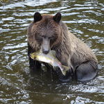 Grizzly Bear Safari